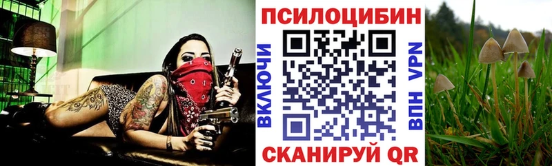 Псилоцибиновые грибы Cubensis  Поронайск 